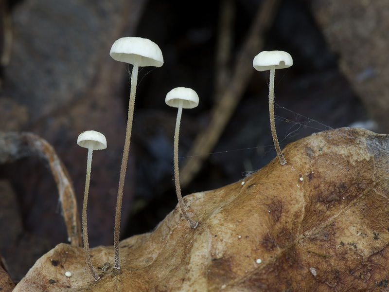 Marasmius epiphylloides